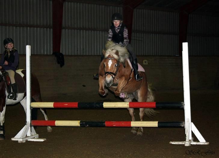 Haflinger stella nova - mig og Stella til springning med Sofie og Indi ved siden.. foto: SR billede 14