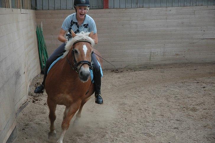 Haflinger stella nova - Seriøse er vi, ja. Men ikke ret længe. foto: Mulle. billede 15