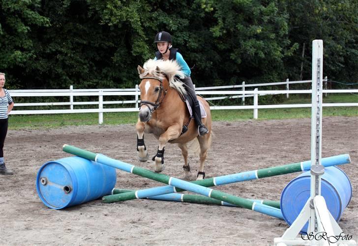 Haflinger stella nova - jaja, baby jjump skal der da også være plads til en gang imellem. ikk ??  foto: SR billede 16