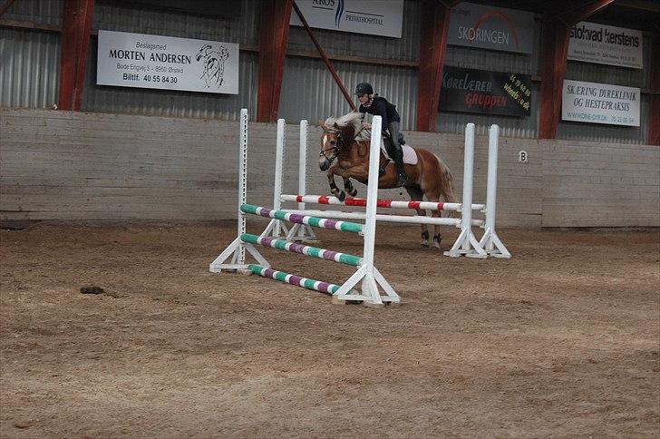 Haflinger stella nova - Springundervisning v. Sarah. foto: mulle. billede 19