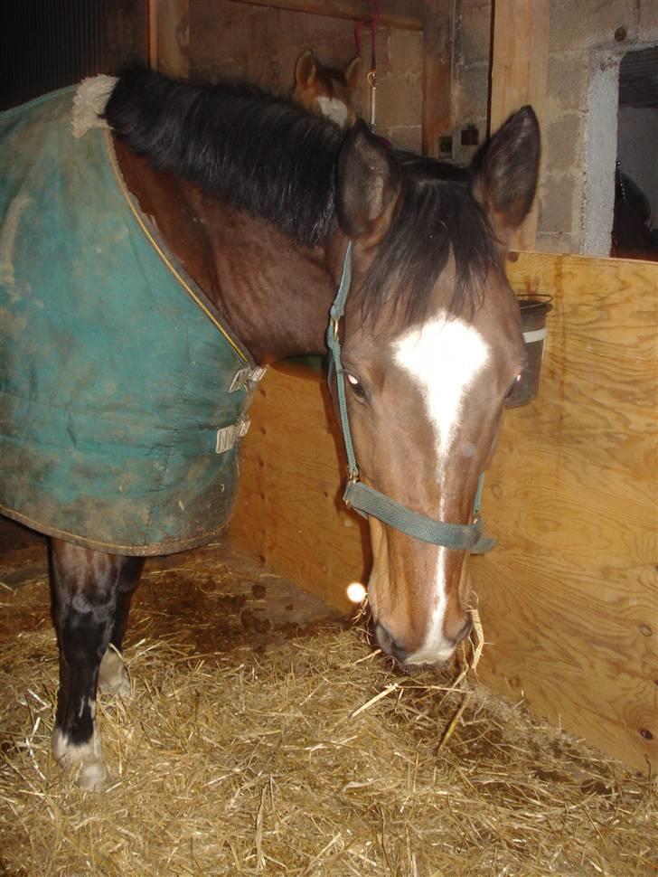 Fuldblod (XX) Milton - R.I.P - 1. Velkommen til Miltons profil(:  billede 1