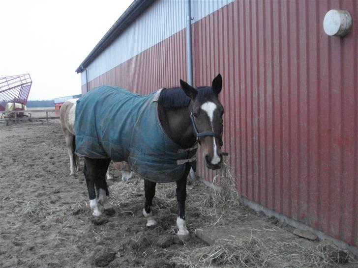 Fuldblod (XX) Milton - R.I.P - 2. Ser lidt doven ud? :b billede 2