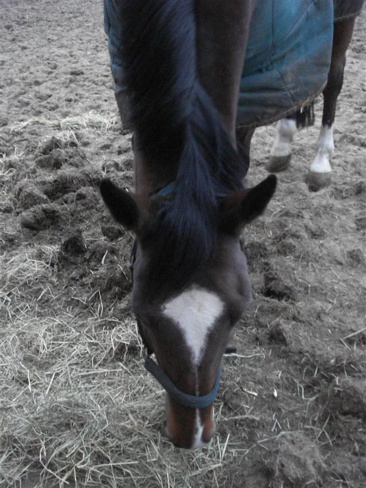 Fuldblod (XX) Milton - R.I.P - 3. mm, hø smager altid godt.  billede 3