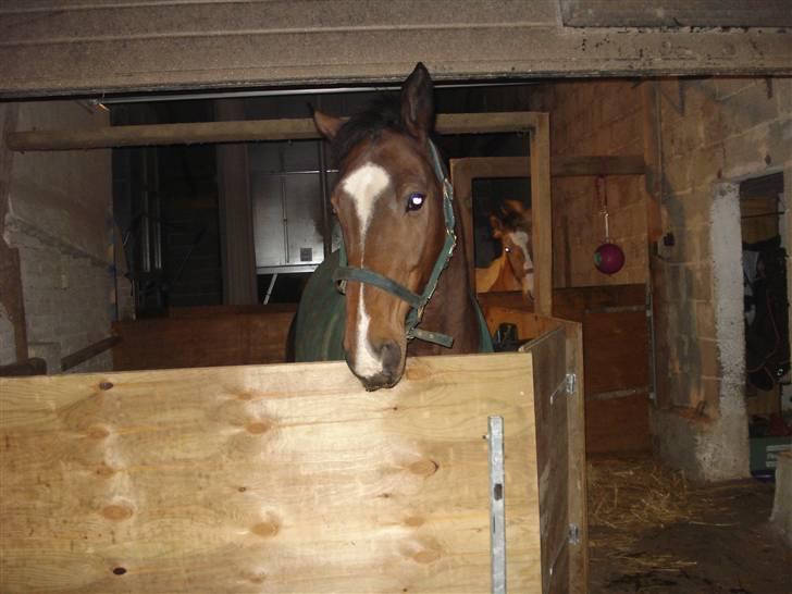 Fuldblod (XX) Milton - R.I.P - 4. " Hva´ er det jeg kan høre, i mit øre?(;  billede 4