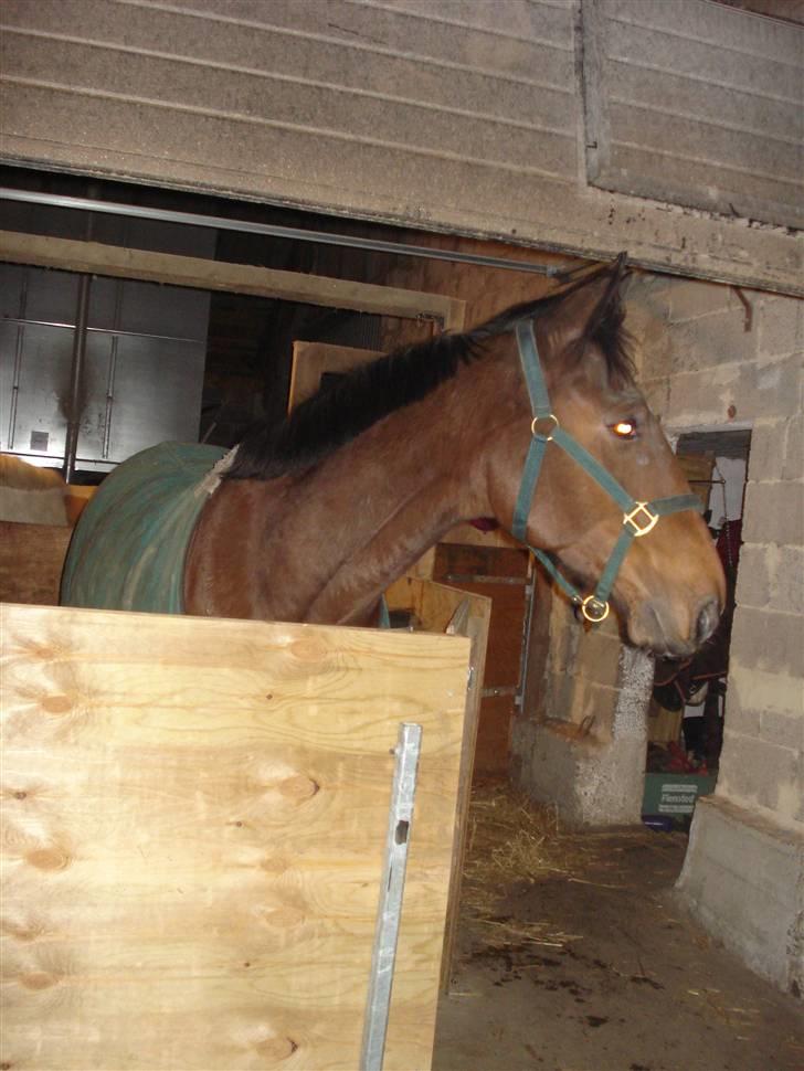 Fuldblod (XX) Milton - R.I.P - 5. Smukke miller. <3  billede 5