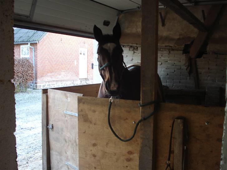 Fuldblod (XX) Milton - R.I.P - 7. Ved at sadle ham op, han er så skøn! billede 6