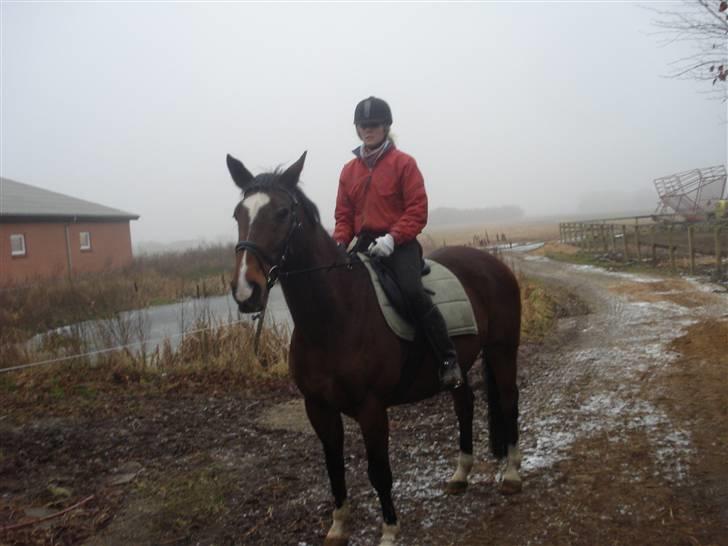 Fuldblod (XX) Milton - R.I.P - 8. Første gang jeg var ude at ride på ham med sadel herhjemme. Ser dumt ud?=| billede 7