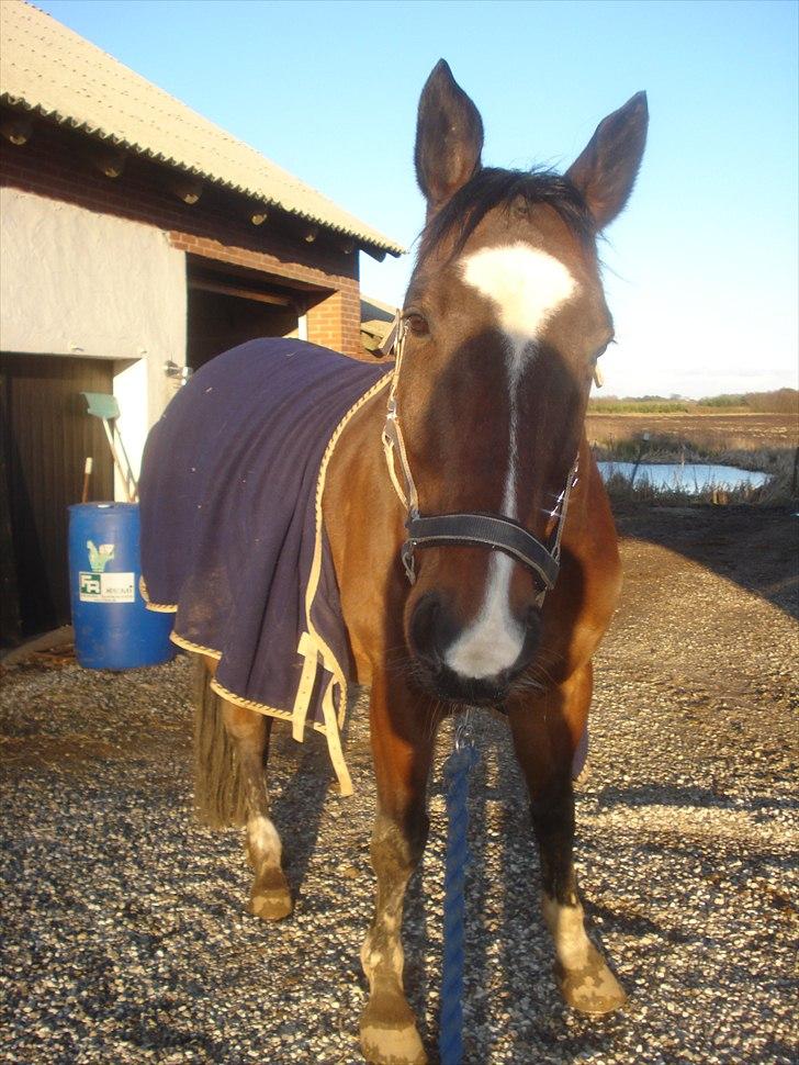 Fuldblod (XX) Milton - R.I.P - 9. Så kan vi godt vise lidt tunge. {:  billede 8