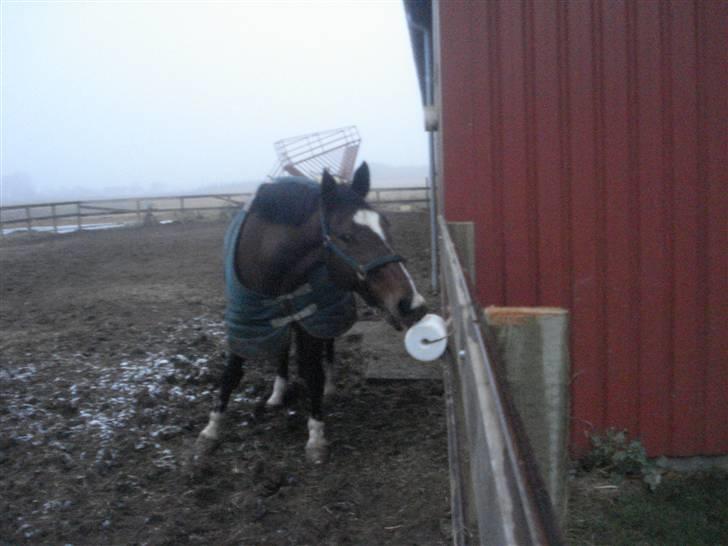 Fuldblod (XX) Milton - R.I.P - 10. Den smager lidt af salt? =D  billede 9