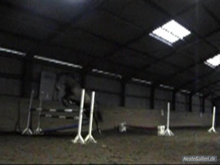 Anden særlig race The Royal Angel billede 12