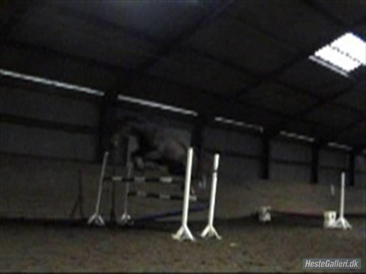 Anden særlig race The Royal Angel billede 13