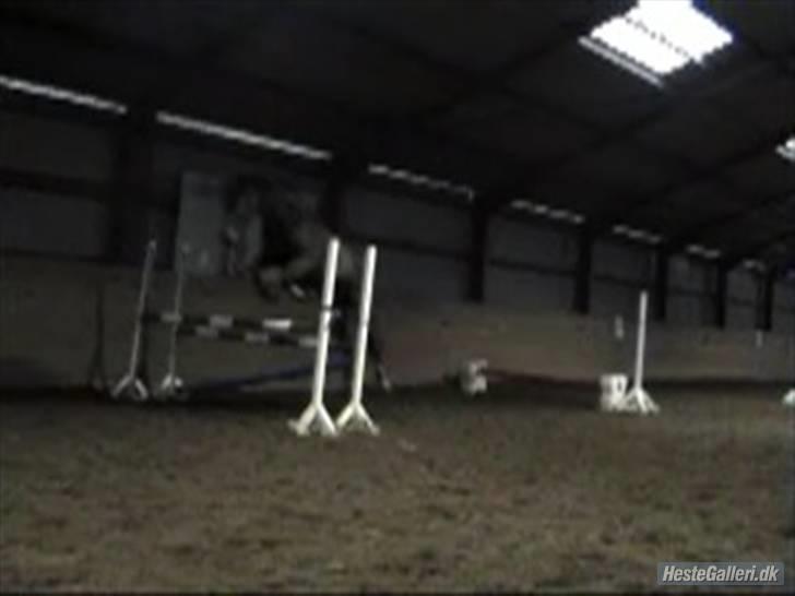 Anden særlig race The Royal Angel billede 15