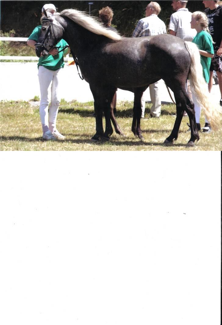 Connemara Olympia Aavang *Solgt* billede 5