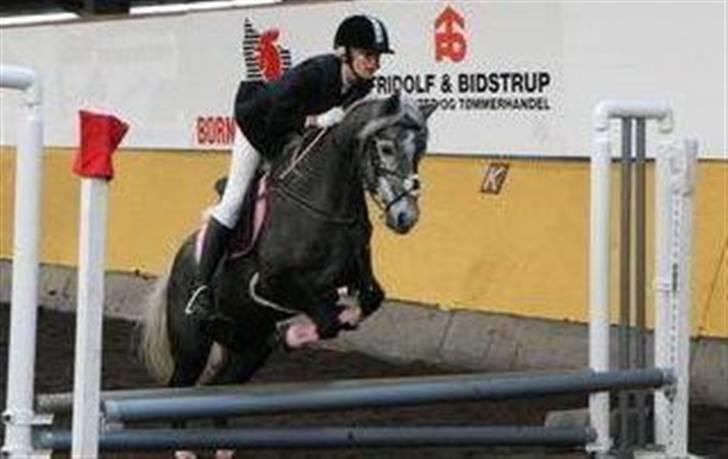 Connemara Olympia Aavang *Solgt* billede 7