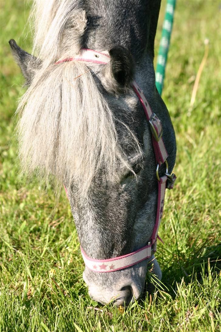 Connemara Olympia Aavang *Solgt* billede 10