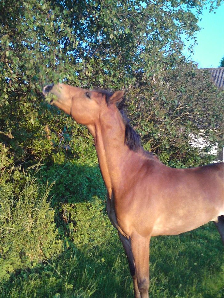 Anden særlig race Astron Aldebaran SOLGT  - giraf? :P billede 13