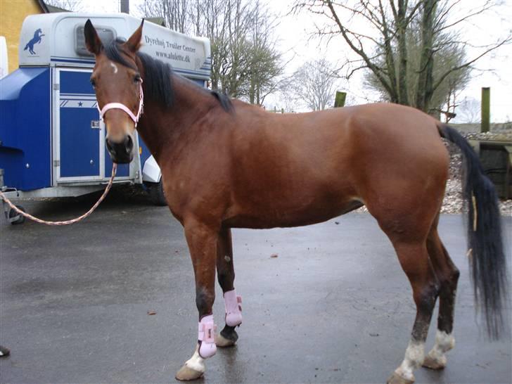 Svensk Varmblod HollyWood Boss billede 14