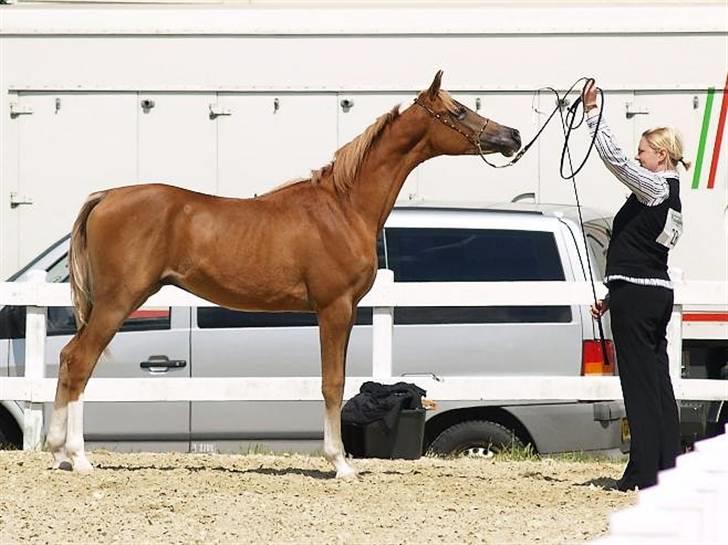 Arabisk fuldblod (OX) Kabir el Azraff  - Kabir el Azraff.. Nat Show 09 Foto: Azraff Arabians billede 8