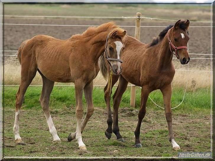 Arabisk fuldblod (OX) Kabir el Azraff  - Med søster Aseefa. Foto Azraff Arabians billede 9