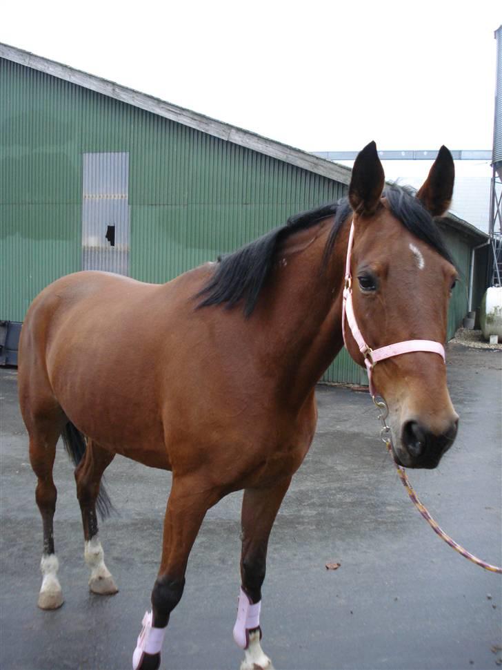 Svensk Varmblod HollyWood Boss billede 15