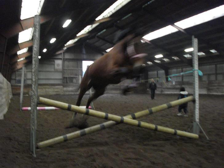 Svensk Varmblod HollyWood Boss billede 16