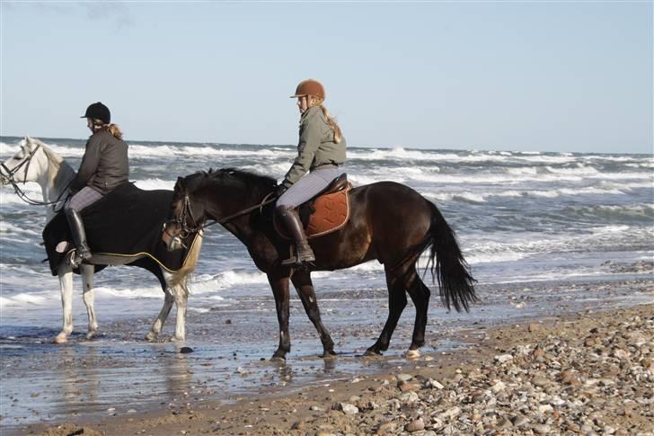 New Forest Felix - 14)  På stranden i efterårsferien ridelejr 2009 billede 14