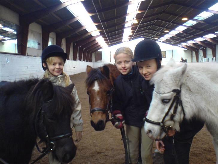 Shetlænder Bonzi billede 11