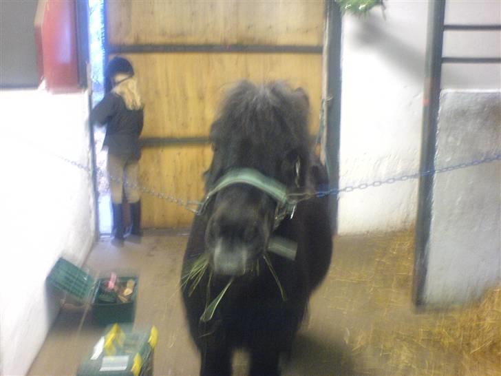 Shetlænder Bonzi billede 12