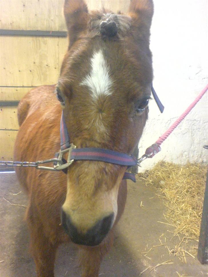 Anden særlig race Miss noname billede 7