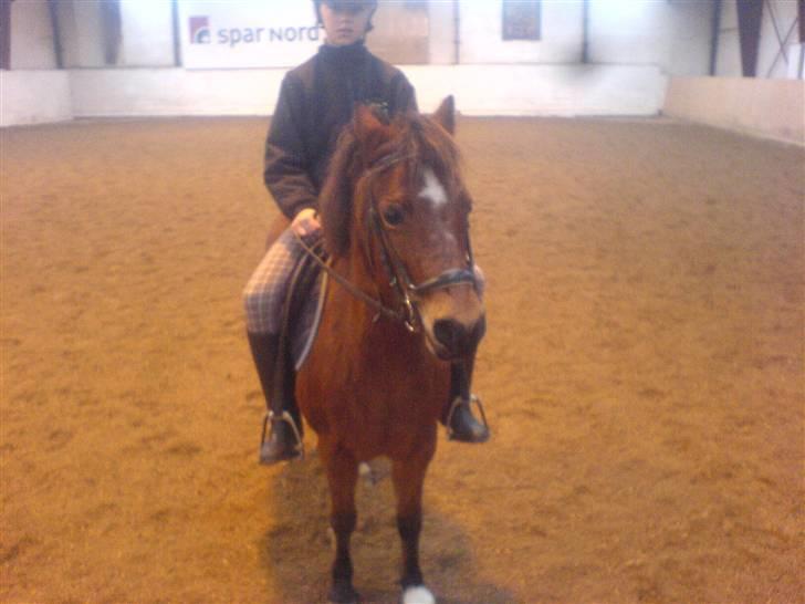 Anden særlig race Miss noname billede 8