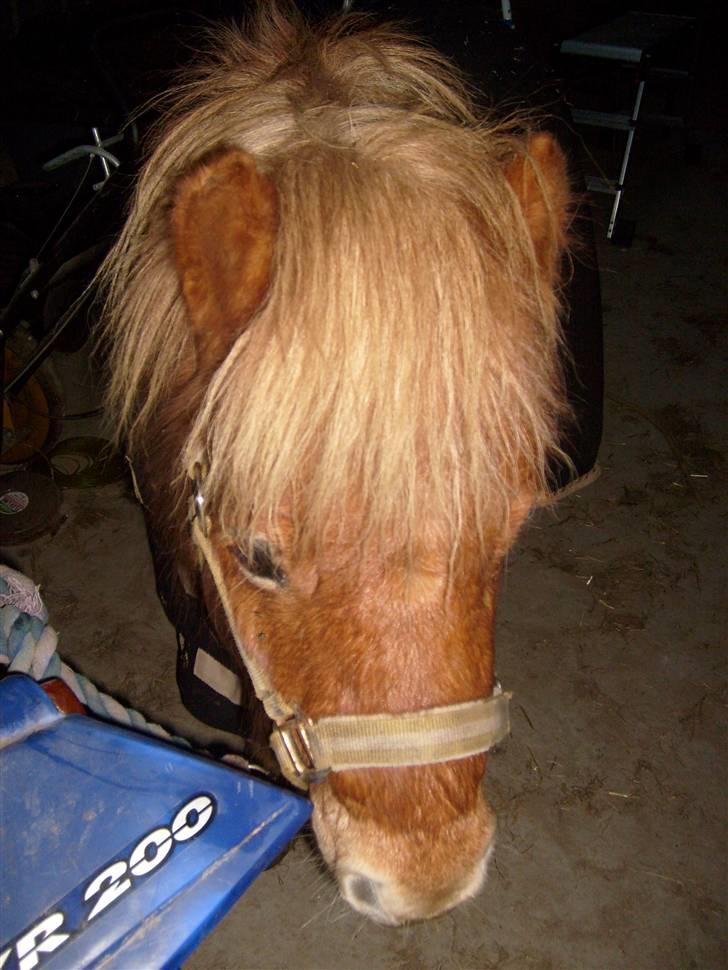 Shetlænder Bamse billede 2