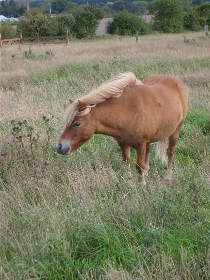 Shetlænder Bamse billede 3