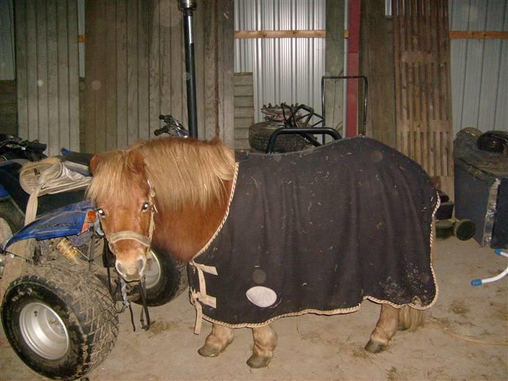 Shetlænder Bamse billede 4