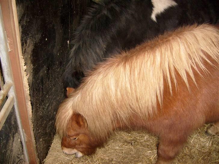 Shetlænder Bamse billede 5