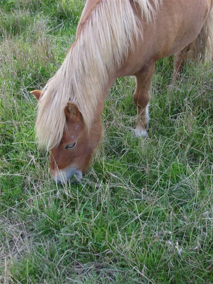 Shetlænder Bamse billede 6