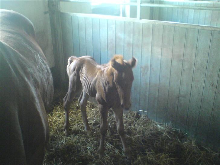 Dansk Varmblod Zelina Z billede 7