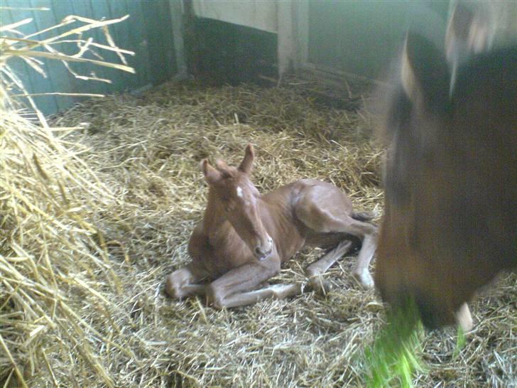 Dansk Varmblod Zelina Z billede 8