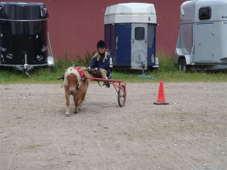 Shetlænder Emma - med vogn på NØR billede 6