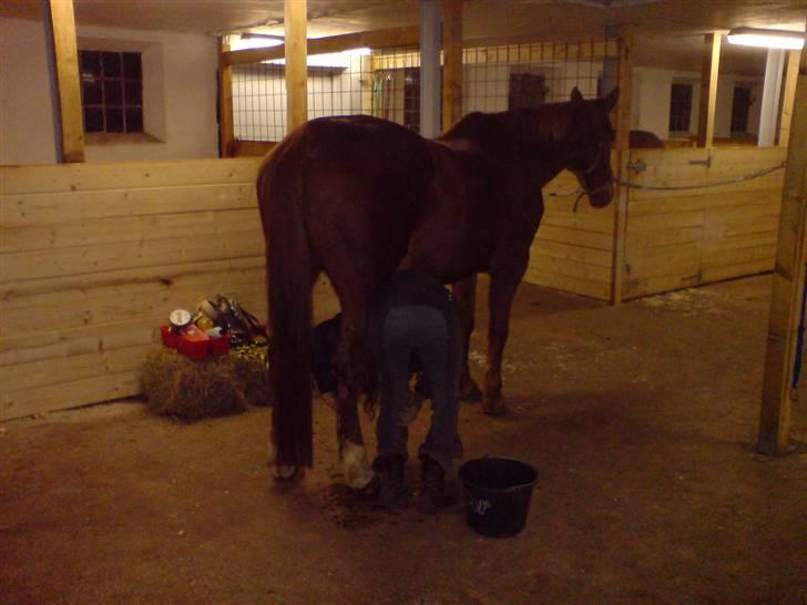 Anden særlig race Bakkebos Champ billede 16