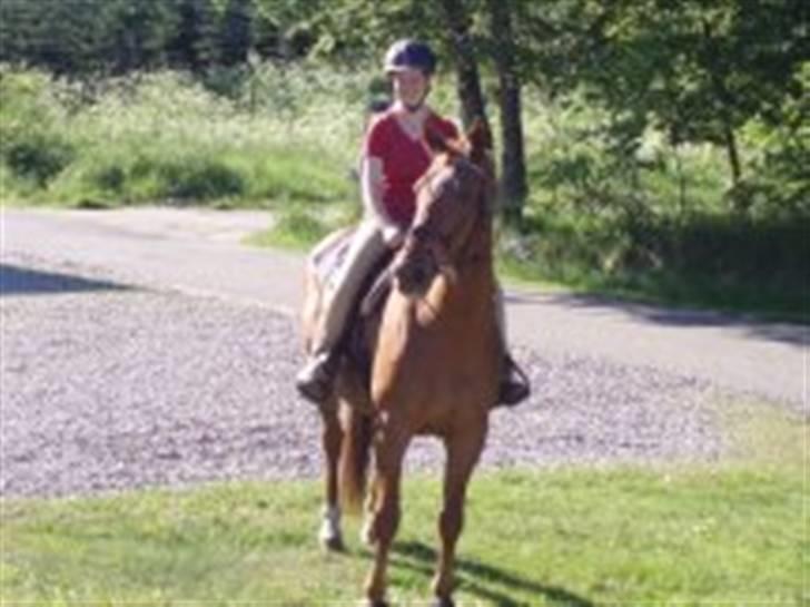 Anden særlig race Bakkebos Champ - hvad laver hestene på marken nu?? billede 17
