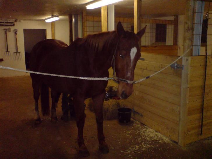 Anden særlig race Bakkebos Champ billede 18