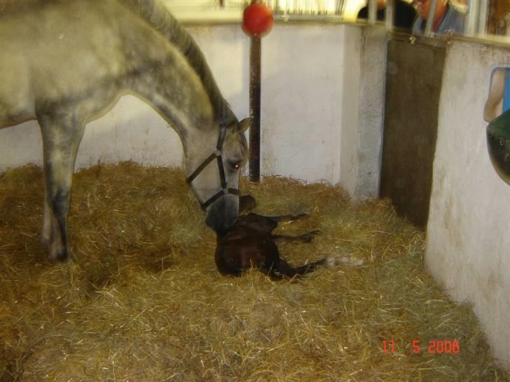 Holstener Carmen - Cado er lige født den 11. maj 2006 billede 5