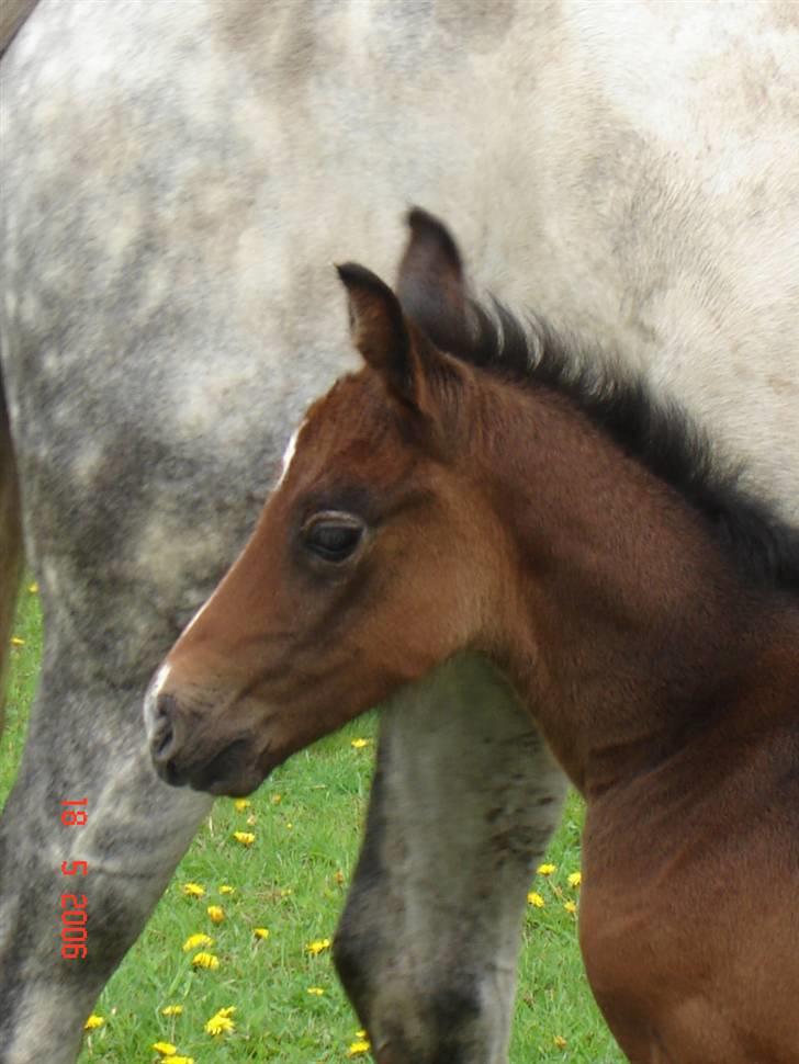 Holstener Carmen - Cado ved sin mor den 18. maj 2006 billede 6