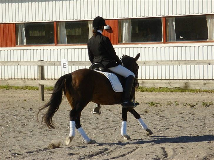 DSP Verona (Donse) billede 11