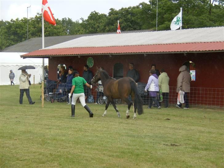 DSP Verona (Donse) billede 12