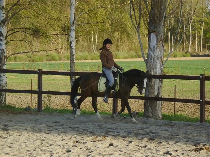 DSP Verona (Donse) - lille ponz billede 15