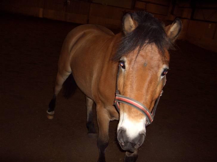 Anden særlig race Tue R.I.P - Hehe der er tue løs i ridehuset:P billede 6