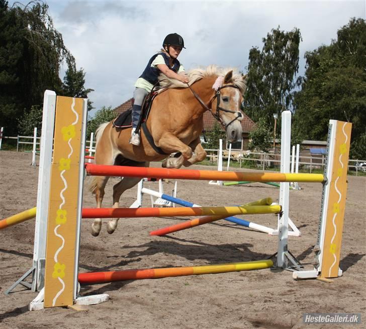 Haflinger Kløv's Paxi - Springer 145cm, hendes egen højde! Men med nedrivning. SA-FOTO billede 9