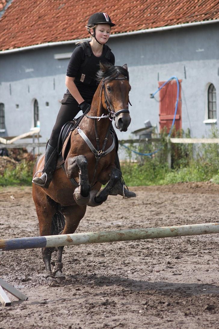 Anden særlig race Bonnie  - Et lille spring på 50 cm :-) foto:CSJ billede 8