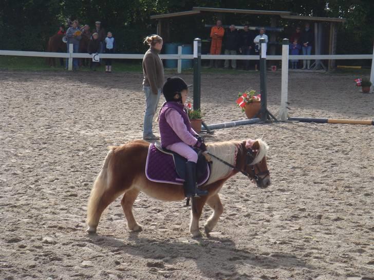 Shetlænder Emma - Emma & Maya - til stævne. De var bare så fine den dag :D<3 billede 9